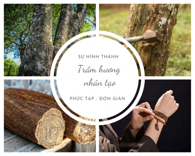 Trầm hương nhân tạo – Công dụng và quá trình hình thành