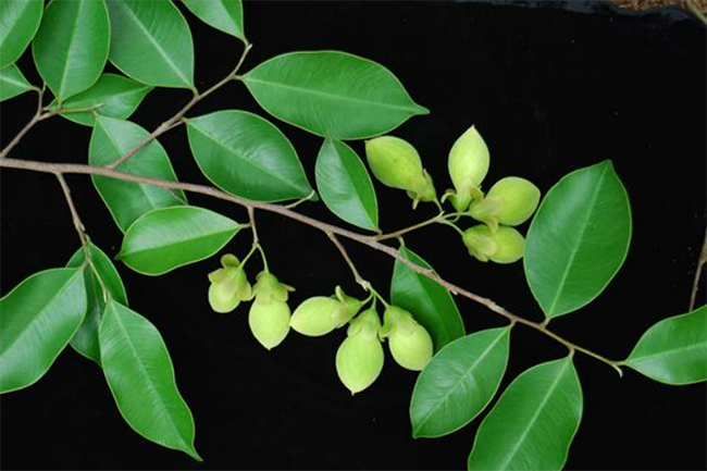 Lá cây trầm hương trông như thế nào? Nhận biết cây trầm hương