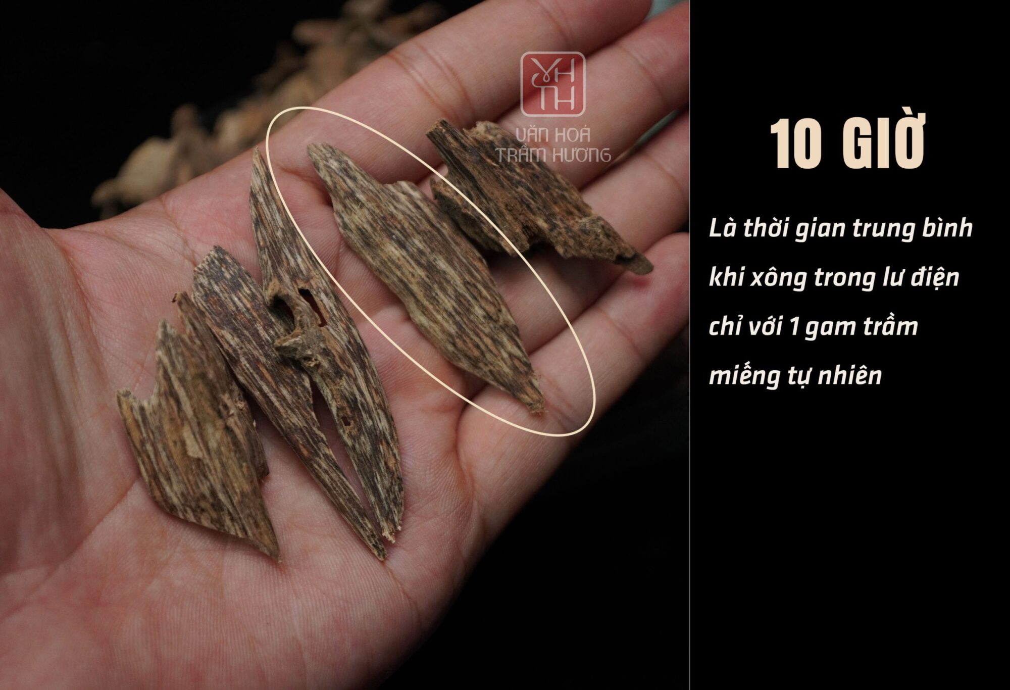 Văn Hóa Trầm Hương cung cấp trầm chính gốc từ rừng Việt Nam