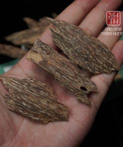 Quá trình hình thành trầm hương bắt đầu khi cây Dó Bầu chịu tổn thương