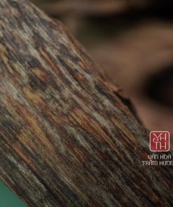 Trầm kiến thượng hạng khai thác từ rừng Quảng Nam