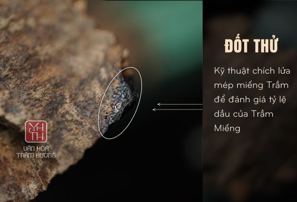 Trầm miếng Sam Chai chứa hàm lượng tinh dầu cao